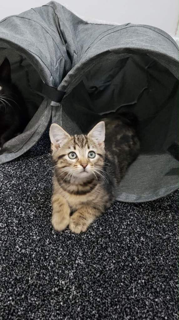 Gorgeous Tabby Kittens. 1 Girl 1 Boy 