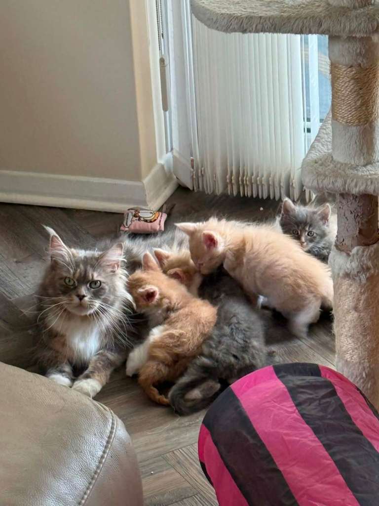 Tica Pedigree Maine Coon Kittens Ready July