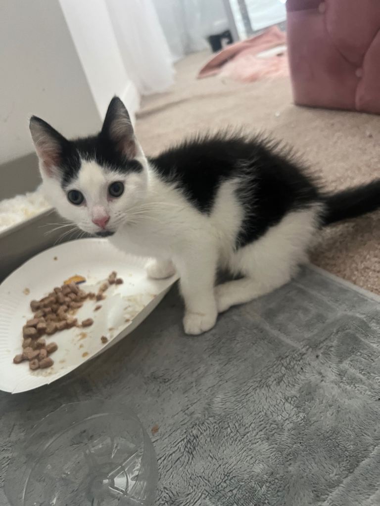 image for Female kitten for sale £120