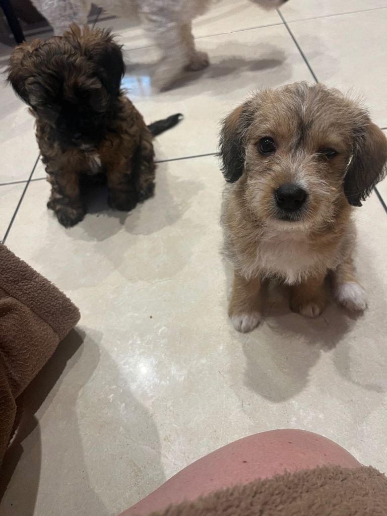 2 Jackapoo puppies 