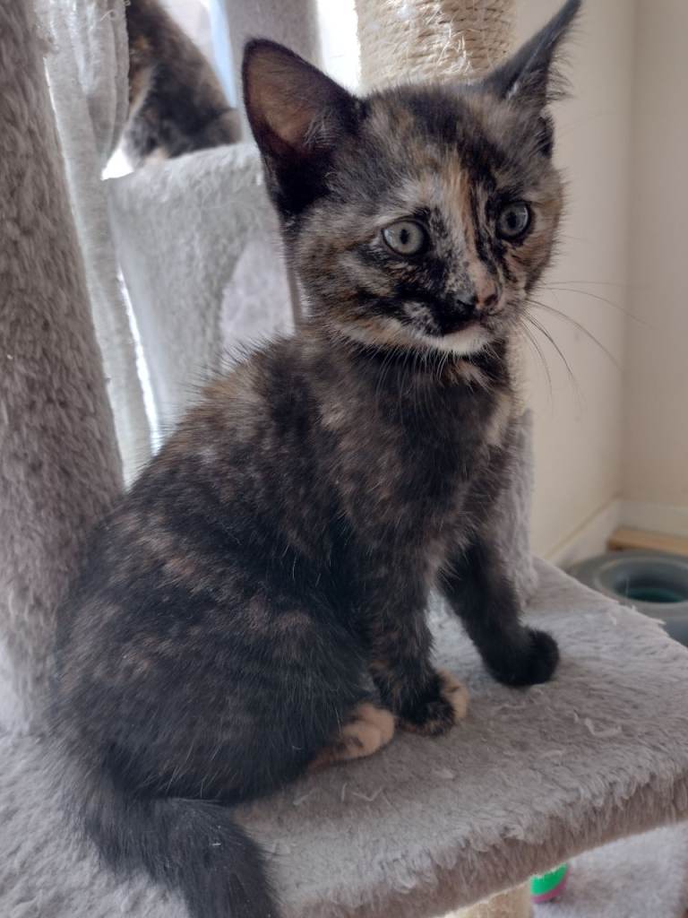 2 tortoise girls, kittens ,,12 weeks ready to go to new loving parents 