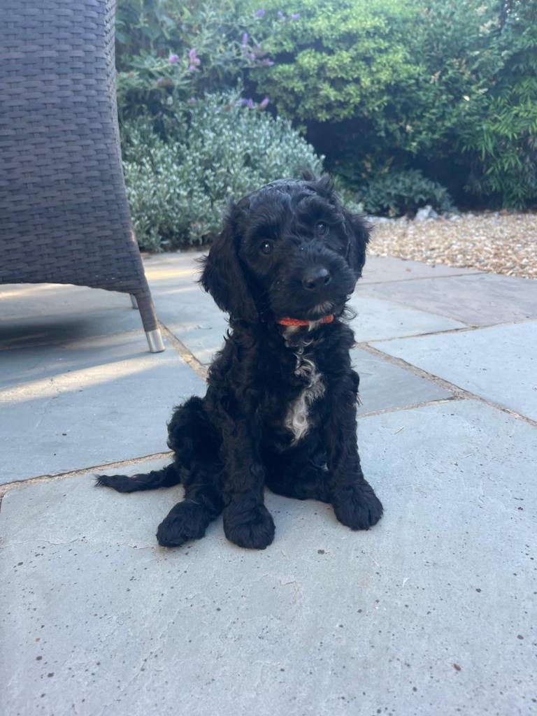 F1 Cockapoo puppies LAST BOY AVAILABLE
