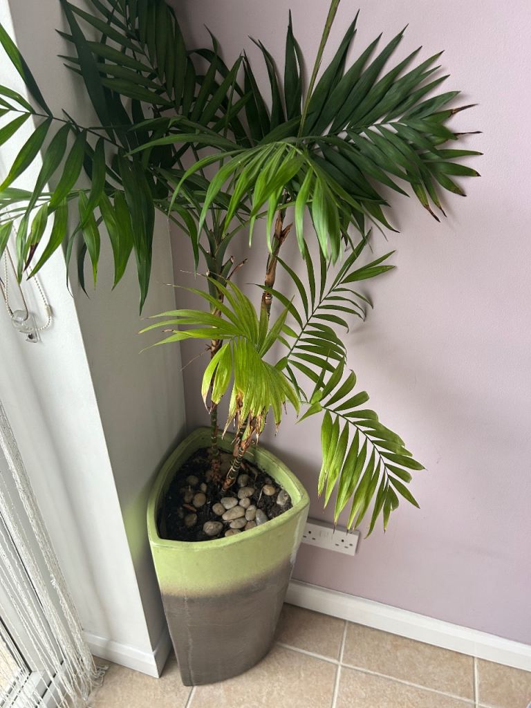 Beautiful Ceramic Glazed Planter 2ft with Parlour Palm
