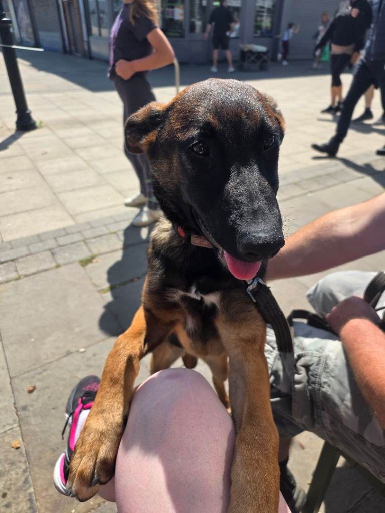 German shepherd x puppy female one left REDUCED