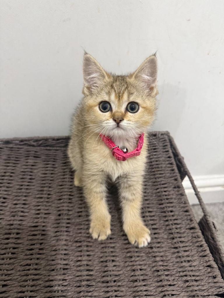 Scottish straight kitten