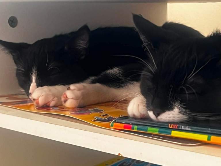 Free 2x Female pure British shorthair tuxedo 