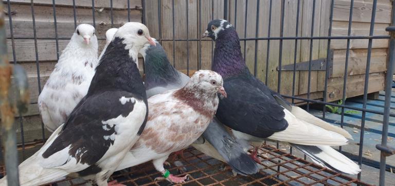 Pigeons For Sale 