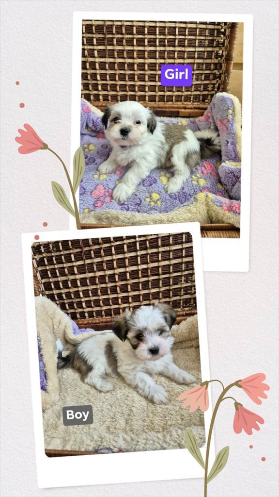 2 puppies left now Maltese cross Lhasa puppies 