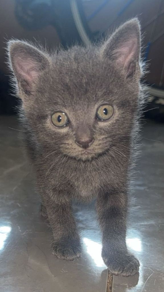 Kittens for sale 
