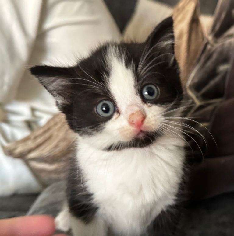Exquisite Ragdoll / Turkish Angora Kitten – 8 Weeks Old | Blue-Eyed | Home-Raised