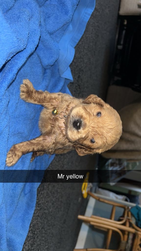 F1 goldendoodles for sale 5 left viewings now available. 