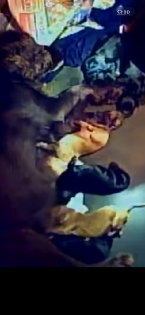 Cockapoo health clear KC parents