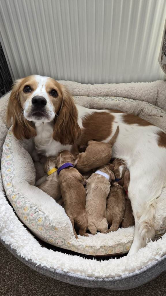 Cockerpoos for sale F1