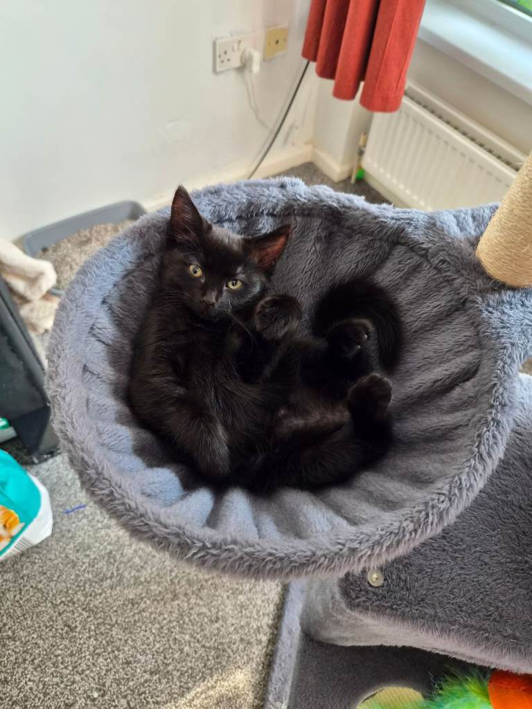Black kittens 