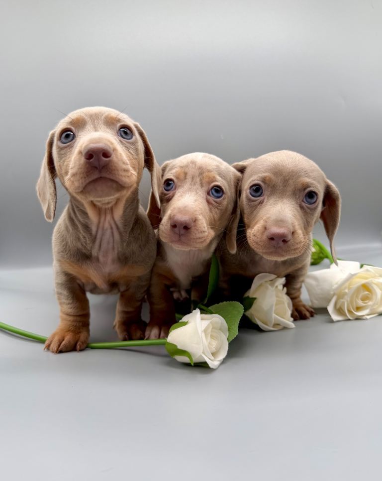 Miniature dachshund puppies 