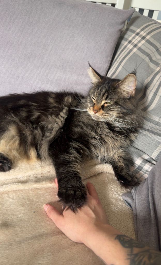 Sister cats rehoming maine coon