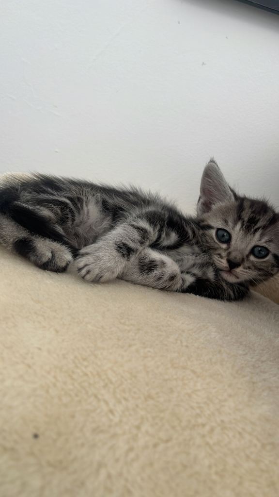 Stunning kittens for sale 
