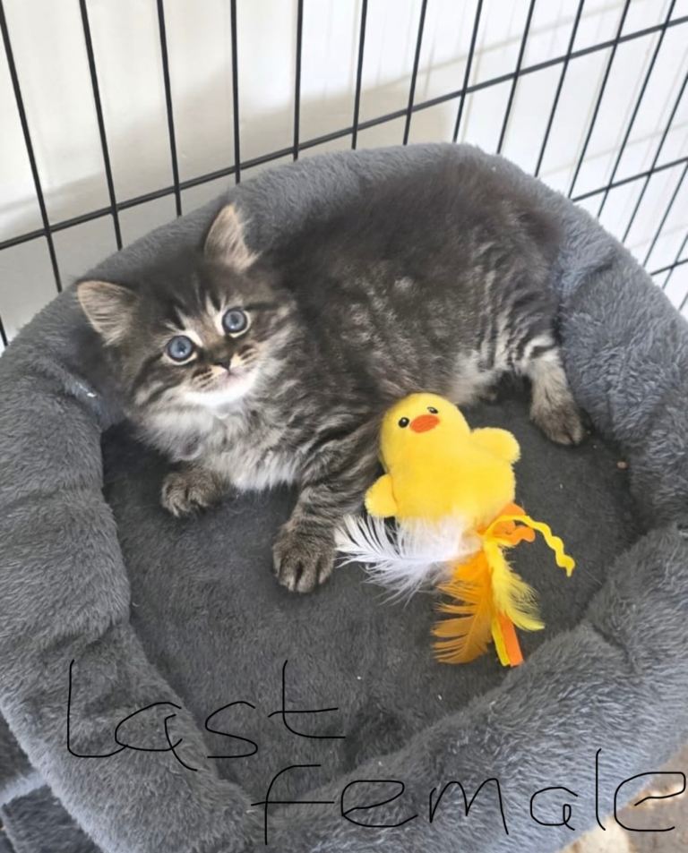Beautiful Persian Kittens last female remaining 