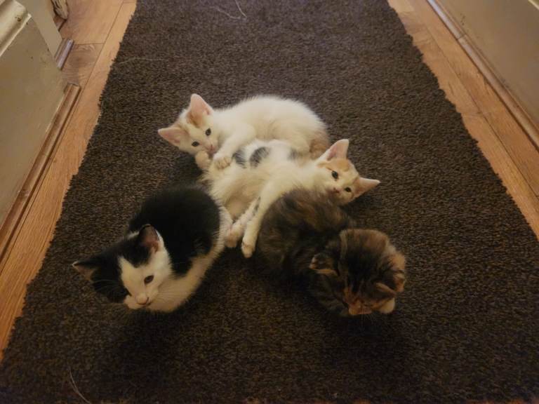 kittens 