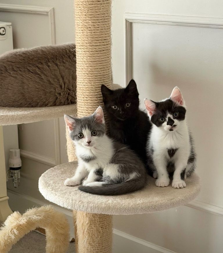 Stunning 50% British Shorthair kittens for sale