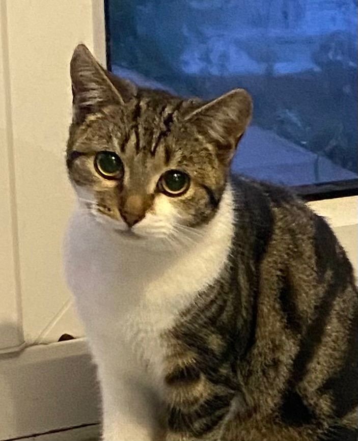One female tabby (20 weeks old) and one black male (12 weeks old.)