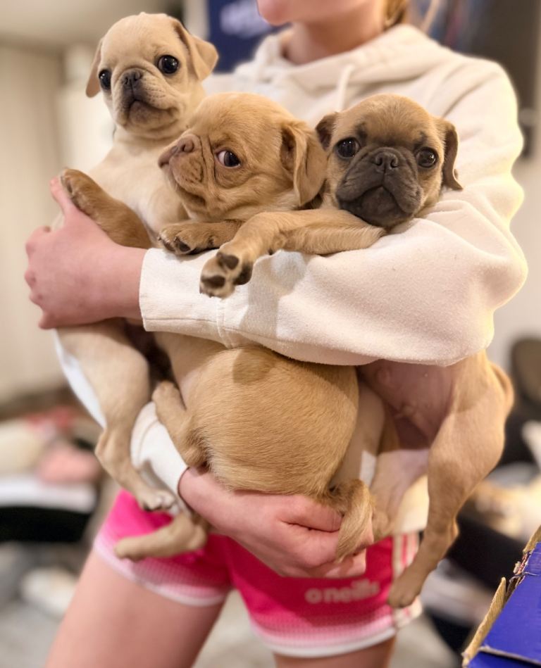 Exceptional pure breed Male Pug Puppies – Rare Colours