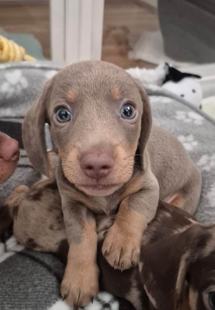REDUCED LAST 1!  Beautiful miniature dachshund puppy ready for his forever home. 