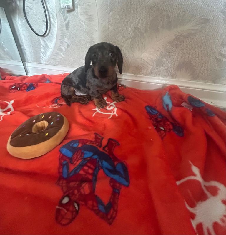 miniature dachshund ready 