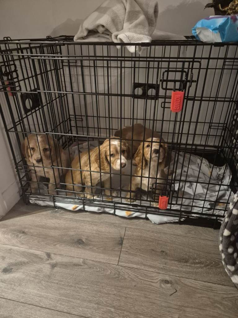 Cocker spaniel pups