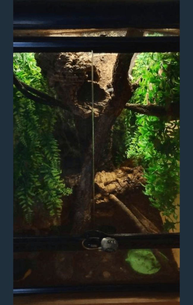 2 Exo terra terrarium 18x18x24 full setups 