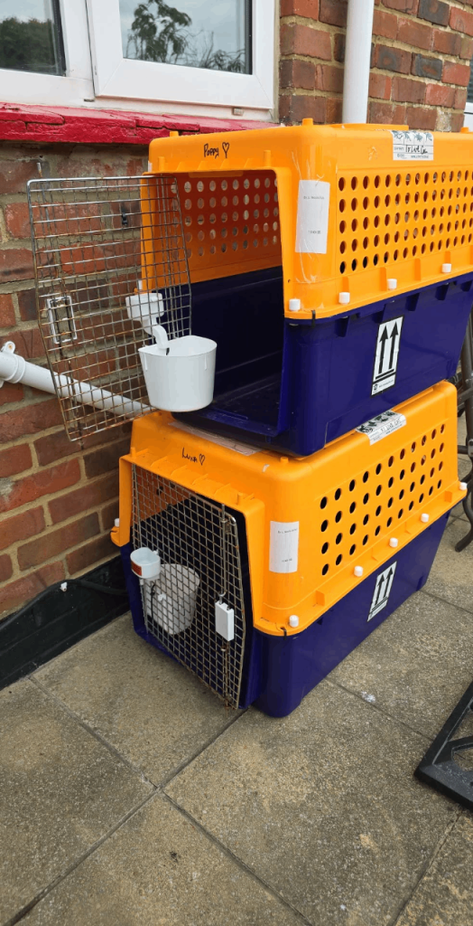 Airline Approved Plastic Pet Travel Crates