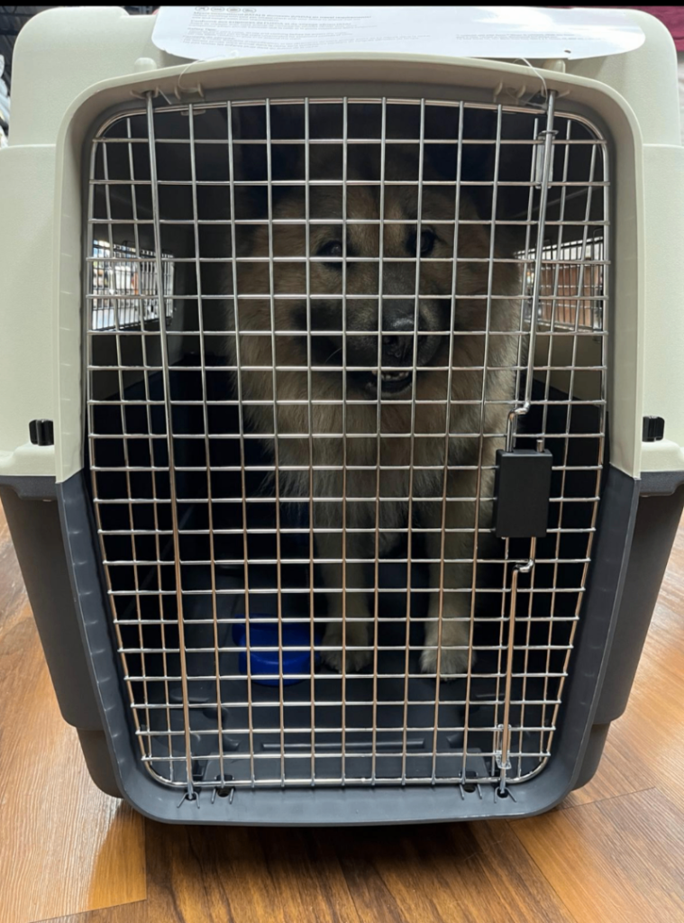 Plastic Dog Carrier 