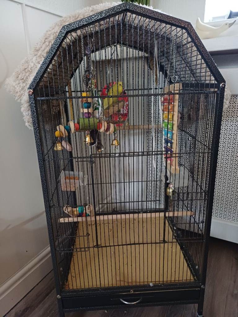bird cage 