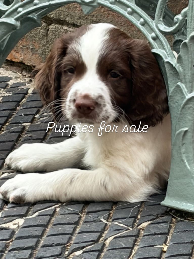 Kc reg springer spaniel ftch 