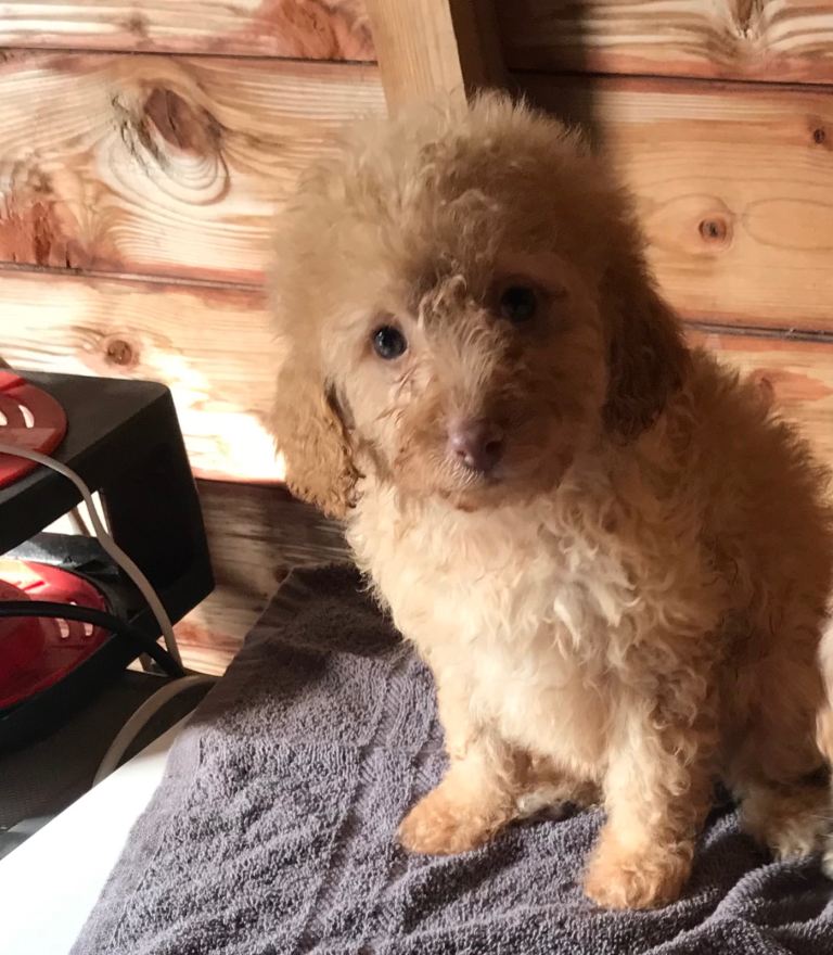 Beautiful cavapoo puppies for sale 