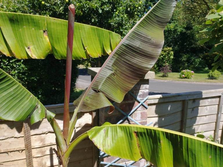 Banana Plant Rare Red Musa Sikkimensis Exotic Tropical Frost Hardy Plant