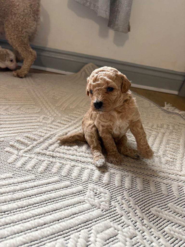 Adorable F2 Poochon Puppies for Sale 