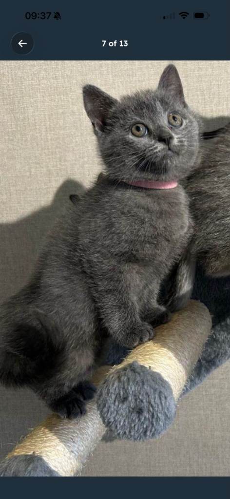 3 kittens for sale