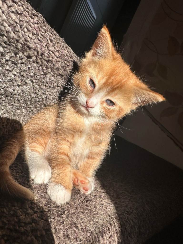 Male ginger kitten for sale
