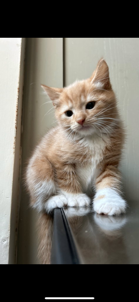 Kittens 