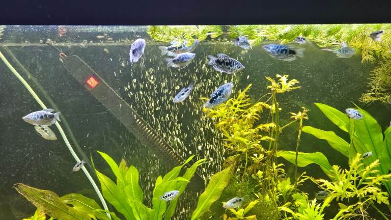 Opoline gourami Tropical fish 