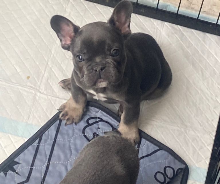 French bull dog puppies