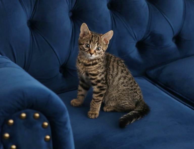 Fully vaccinated 4 months old tabby male kitten available + cat kit 