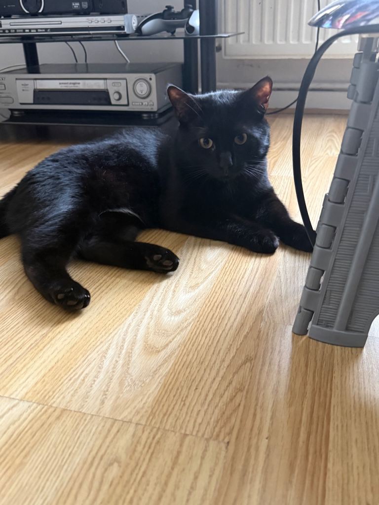 1 year old cat