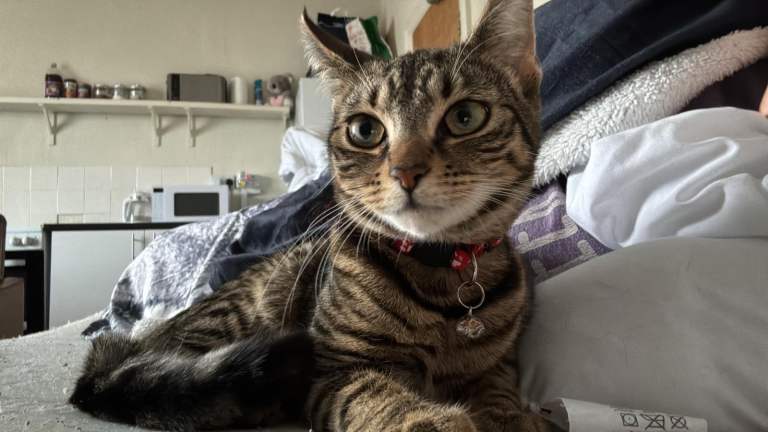 Cat for sale 