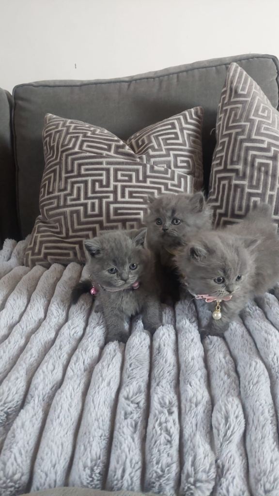British short hair kittens 