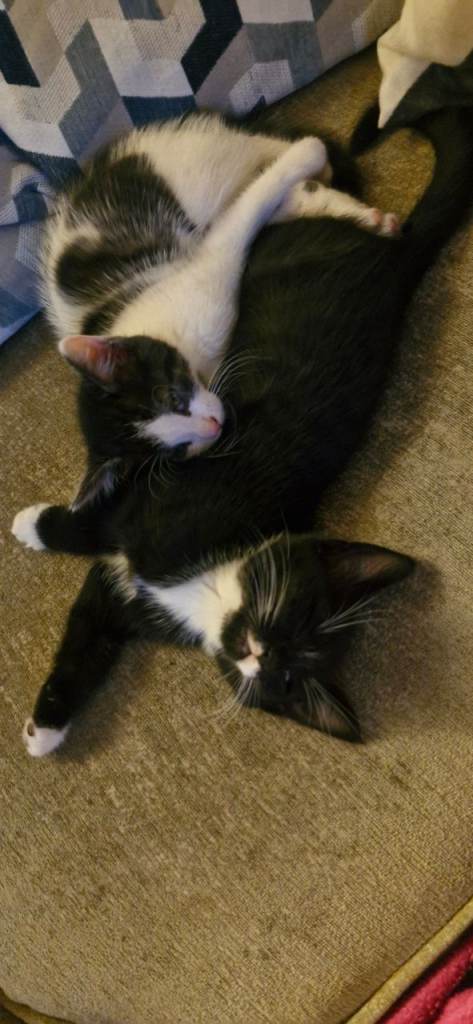 2 kittens for sale 