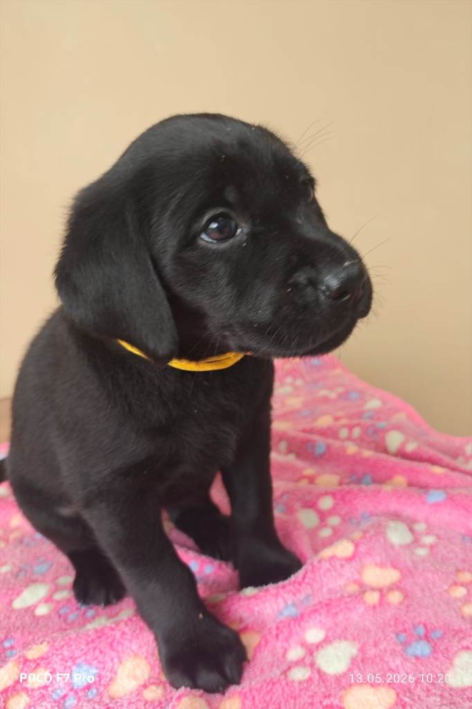 Stunning Black & Yellow Labrador Puppies
