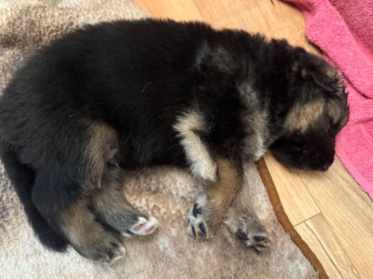 Beautiful German shepherd puppies looking for their forever homes