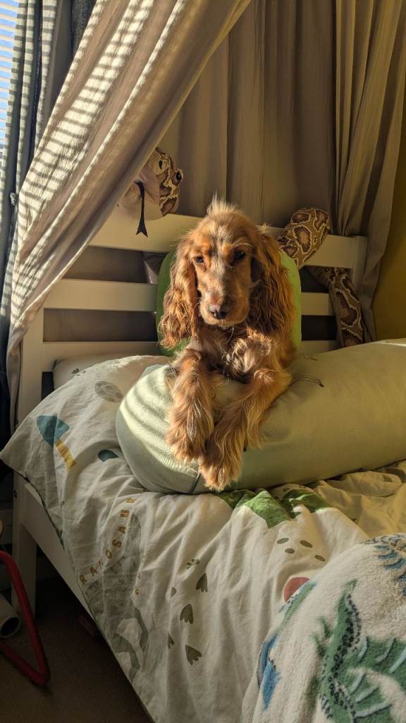Cocker Spaniel 